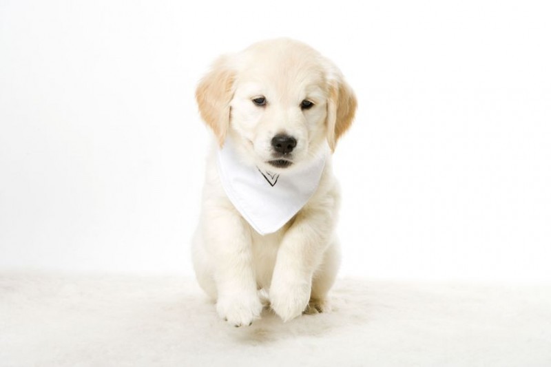 Three Tips for Choosing a Dog Walker