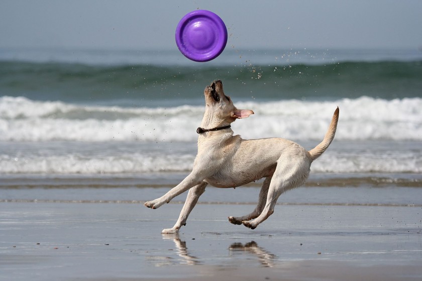 Boarding for Dogs on Medications