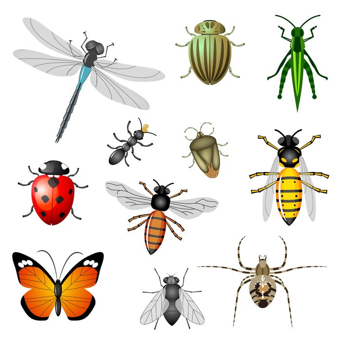 Choose Professional Termite Treatments in Lincoln, CA