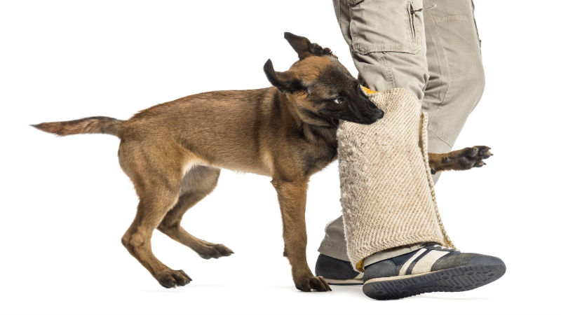 Essential Puppy Training Secrets with Dog Care in Lewisville, TX Specialist Insight
