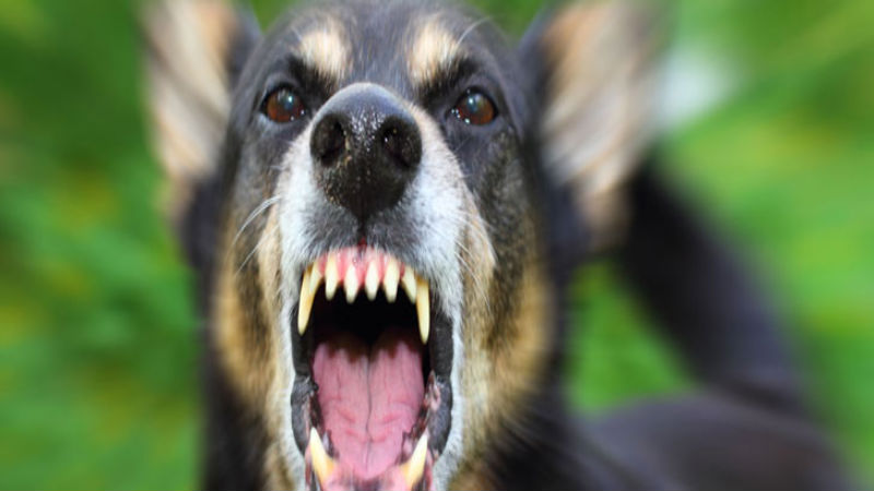 Preparing A Dog Bite Case With A Personal Injury Lawyer In Silverdale