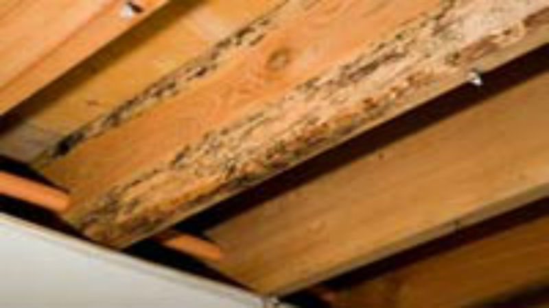When to Call the Mold Removal Services in Fairfax, VA