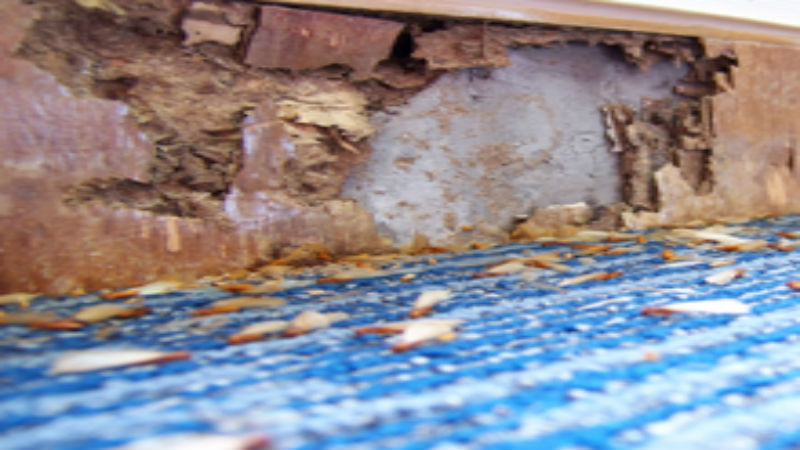Preventive Modalities and Drywood Termites Control in Boynton Beach Florida