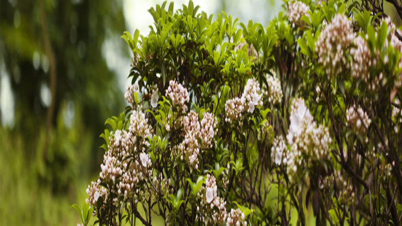 Benefits Offered by Garden Maintenance in Atascosa TX