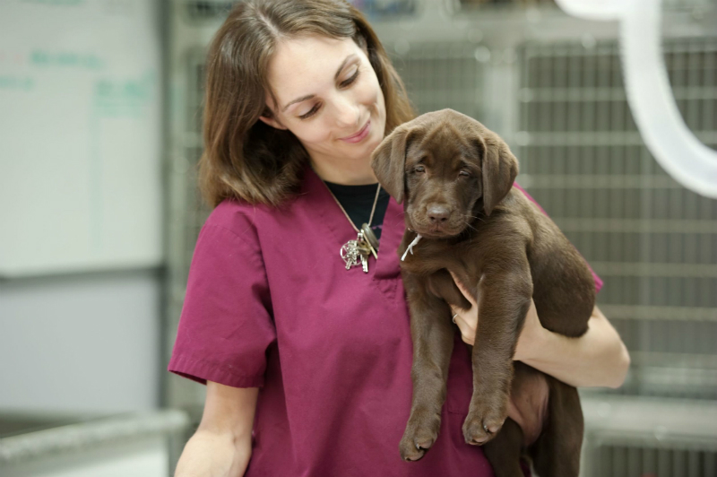 Pet Medication – How to Save Money