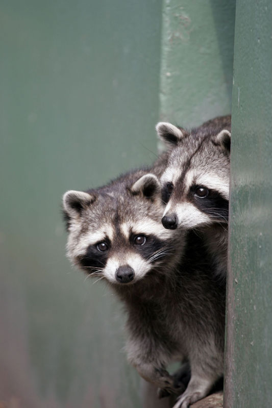 Keep Your Home and Property Safe with Animal Control in Columbus OH