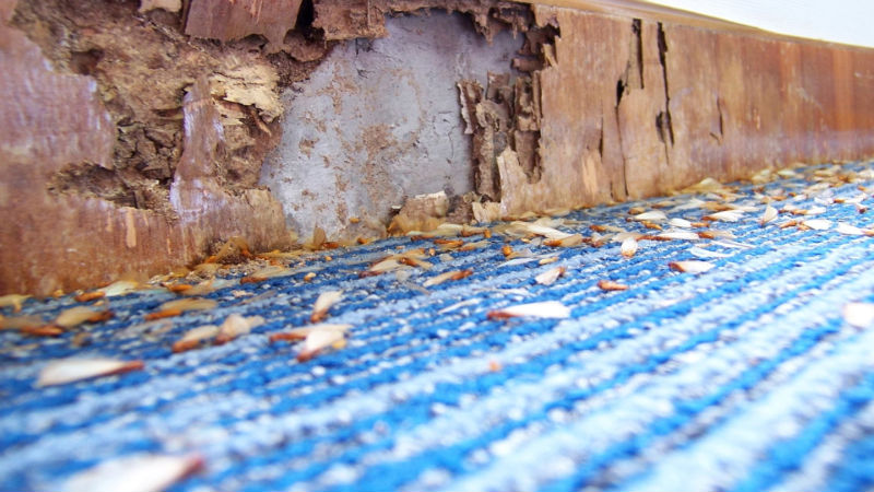 Importance of Using a Termite Inspection Company Wellington Florida