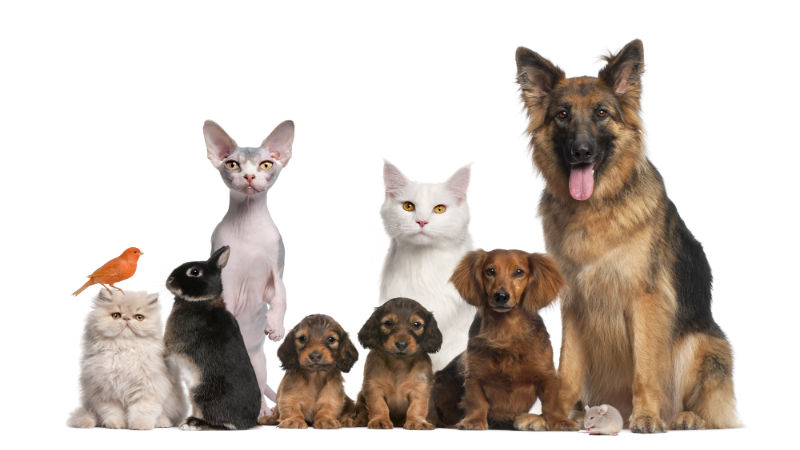 Four Reasons Your Dog Should Visit the Groomer