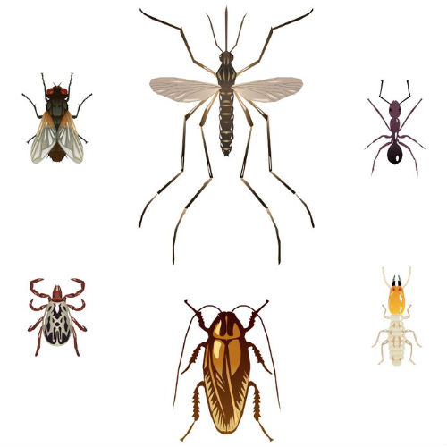 Hiring A Service To Do Mosquito Extermination in Jackson NJ