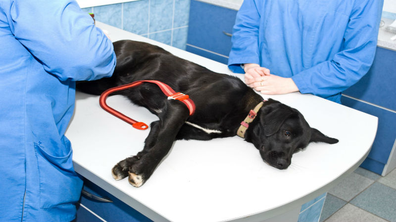 How to Select the Right Animal Hospital