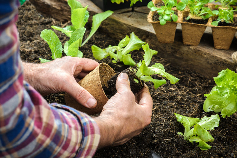 Are You Looking for a Natural Lawn Care Service in New Canaan, CT?