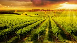 Farming Has Sure Come a Long Way: There’s an App for That Now