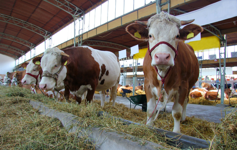 Beef Cow Buying Guide: Important Tips to Buy Beef Cows for Sale