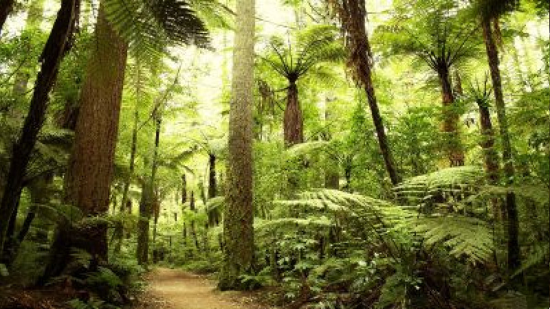 You Need a Professional Tree Cutting Service in Marietta GA