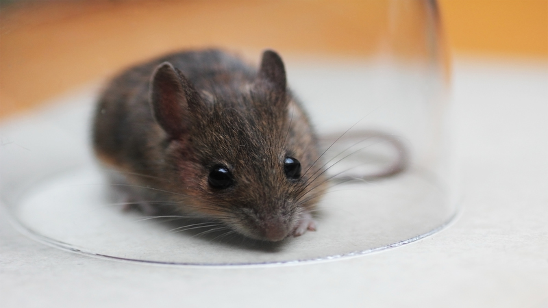 Mice Control Solutions in Newcastle