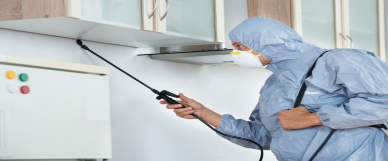 Finding Reliable And Fast Pest Control Services