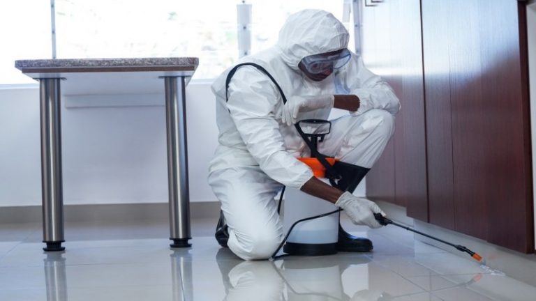 Professional Termite Treatments in Dubbo : Investments That Protect Homes