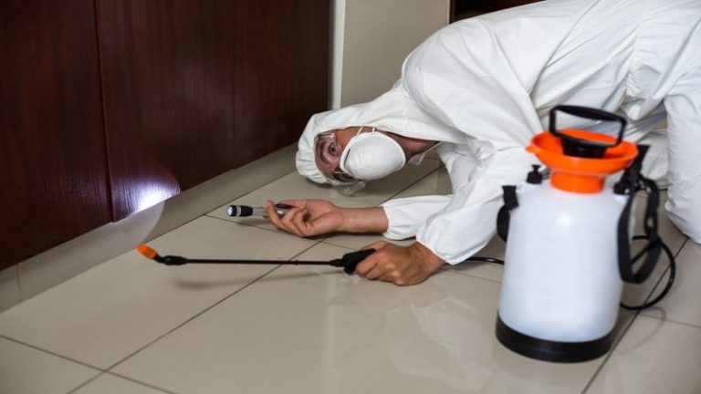 Reasons to Avoid DIY Pest Control