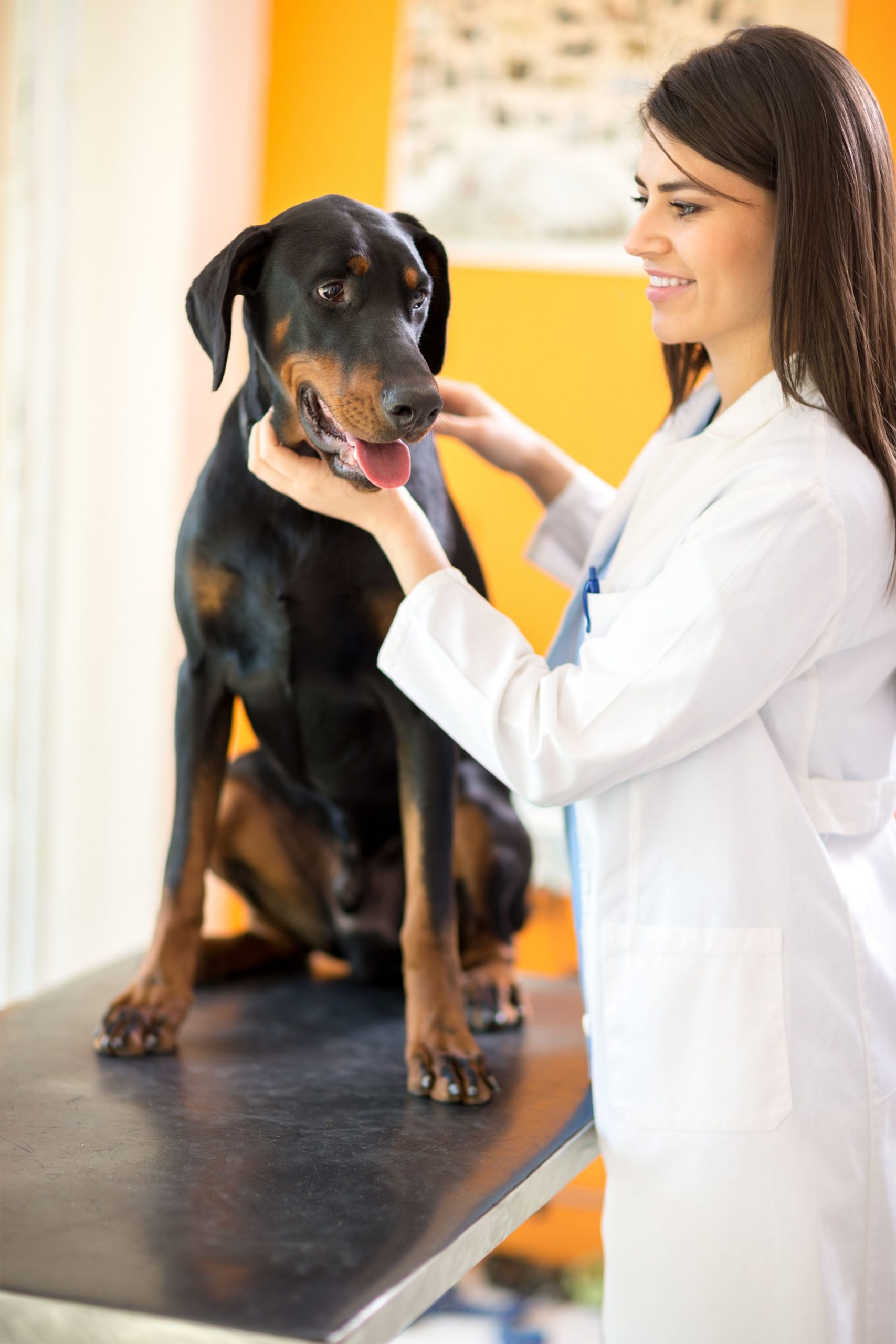 A Great Pet Hospital in Riverside CA