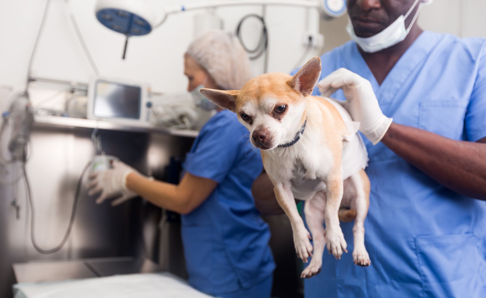 Finding a Top-Notch Emergency Pet Hospital Is Easier than You Think