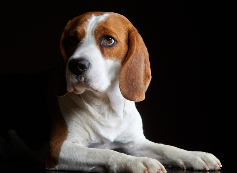 Fort Collins Dog Boarding: A Comprehensive Guide To Exceptional Pet Care and Activities