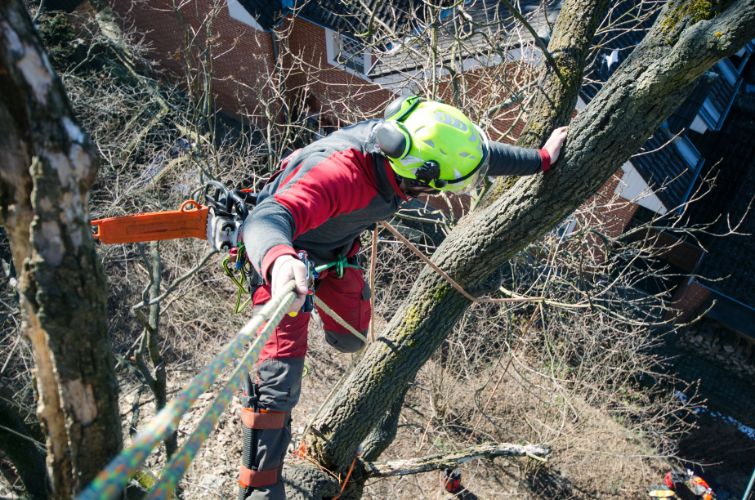 Professional Tree Trimming Service in Gig Harbor WA: A Smart Choice