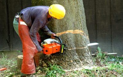 Why homeowners benefit from professional tree and stump grinding in McDonough, GA, services for safer yards