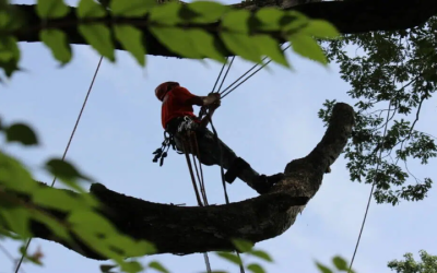 Improve Curb Appeal and Safety With Professional Tree Trimming in Smyrna, GA Homeowners Trust