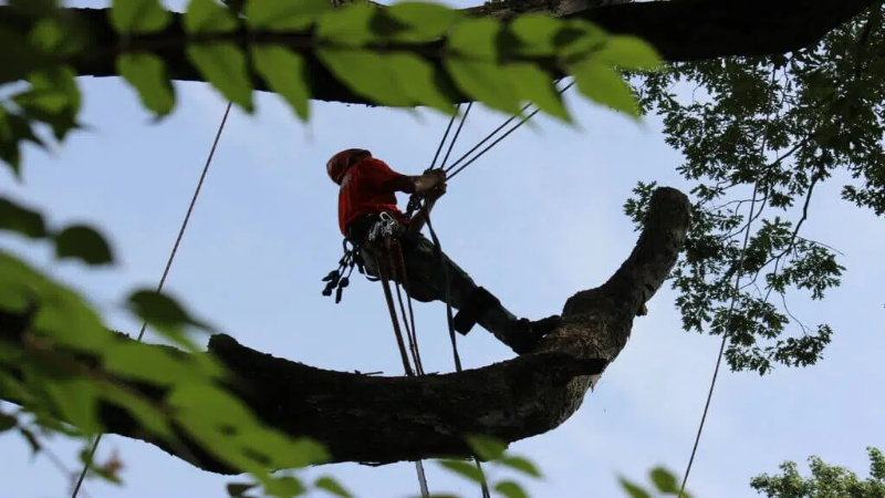 Improve Curb Appeal and Safety With Professional Tree Trimming in Smyrna, GA Homeowners Trust