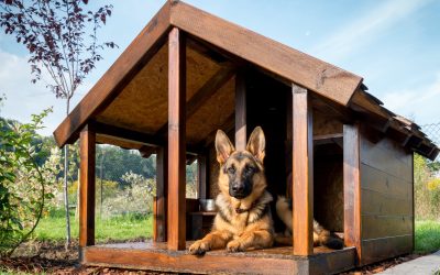 Finding Peace of Mind with Guard Dogs For Families Who Value Home Security and Loyalty