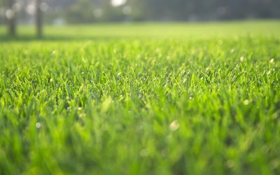 Benefits Homeowners Gain From Lawn Care Services Haymarket, VA Recommends