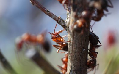 Common Signs You Need Professional Ant Pest Control Cedar Grove NJ Homeowners Trust