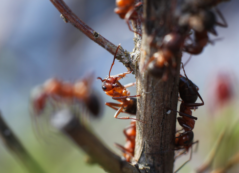 Common Signs You Need Professional Ant Pest Control Cedar Grove NJ Homeowners Trust