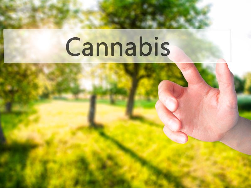 Experience the Pure Flavor and Potency of Premium Live Rosin in Your Next Session